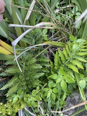 Asplenium appendiculatum