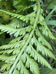 Asplenium appendiculatum