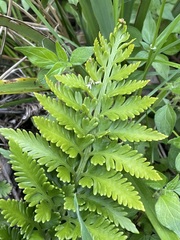 Asplenium appendiculatum