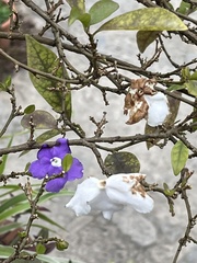 Brunfelsia pauciflora