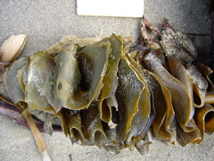 Undaria pinnatifida