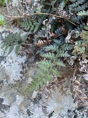 Polystichum oculatum