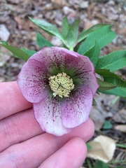 Helleborus