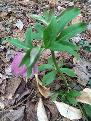 Helleborus