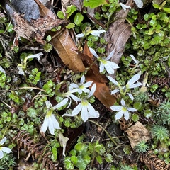 Lobelia angulata