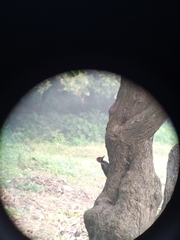 Dinopium benghalense