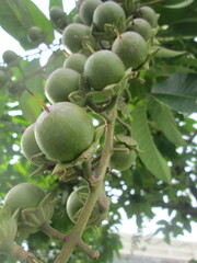 Lagerstroemia speciosa
