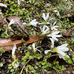 Lobelia angulata