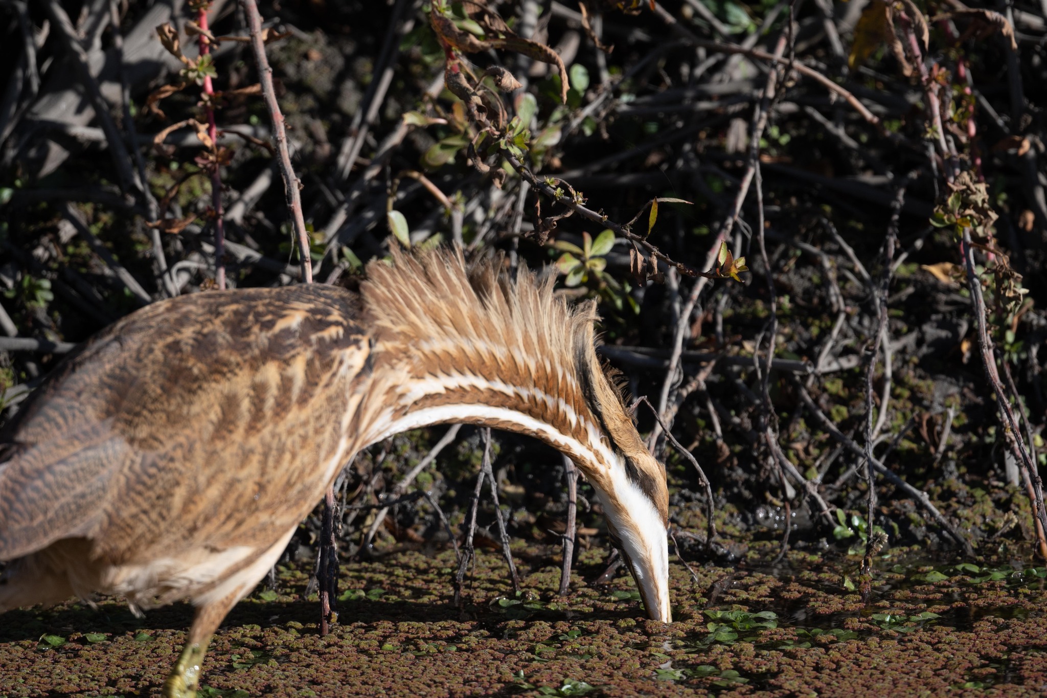 American Bittern (Botaurus lentiginosus)