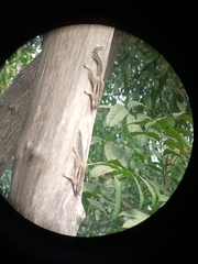 Funambulus pennantii