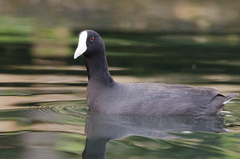 Fulica alai