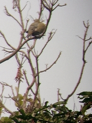 Treron phoenicopterus
