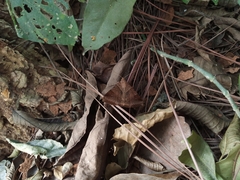 Lepidoptera
