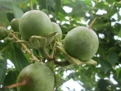 Lagerstroemia speciosa