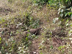 Varanus bengalensis
