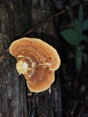 Trametes modesta