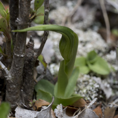 Pterostylis oliveri