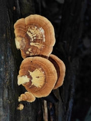 Trametes modesta
