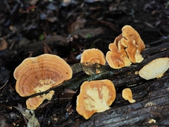 Trametes modesta
