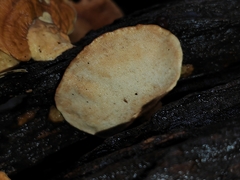 Trametes modesta