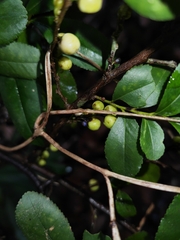 Sageretia thea