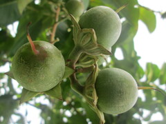 Lagerstroemia speciosa