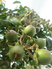 Lagerstroemia speciosa
