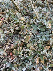 Chenopodium triandrum