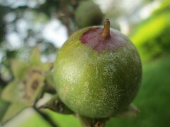 Lagerstroemia speciosa