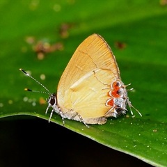 Calycopis trebula