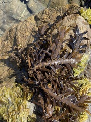 Carpophyllum maschalocarpum