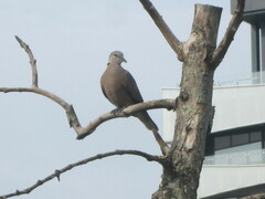 Streptopelia tranquebarica