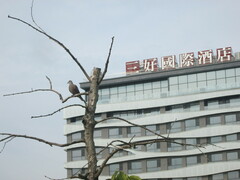 Streptopelia tranquebarica