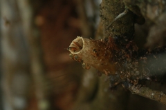 Tetragonisca angustula