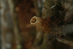 Tetragonisca angustula