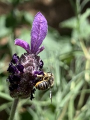 Pseudoanthidium repetitum