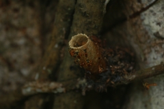 Tetragonisca angustula