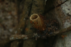 Tetragonisca angustula