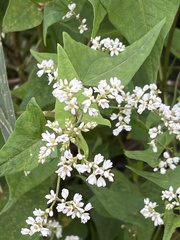 Persicaria chinensis