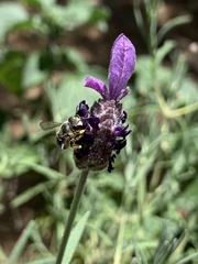 Pseudoanthidium repetitum