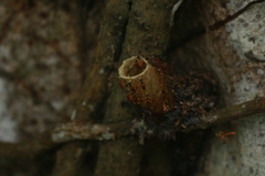 Tetragonisca angustula