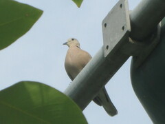 Streptopelia tranquebarica