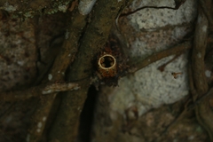 Tetragonisca angustula