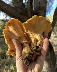 Cantharellus californicus