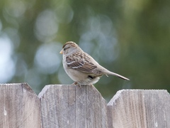 Zonotrichia leucophrys