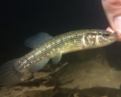 Umbra pygmaea
