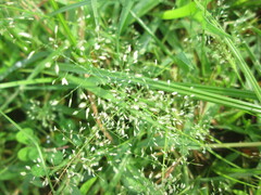Eragrostis amabilis