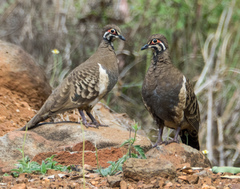 Geophaps scripta peninsulae