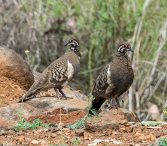Geophaps scripta peninsulae