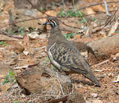 Geophaps scripta peninsulae